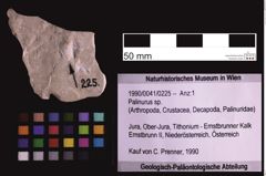 Foto (Objekt + Etiketten) von Palinurus sp. (NHMW-GEO-1990-0041-0225)